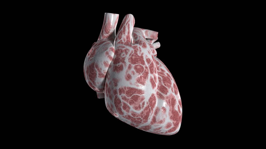 An isolated heart beating. Camera orbits once. Loops.