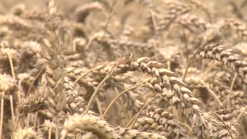 pick up some wheat 2
pick up a wheat head and put the seed out with the fingers