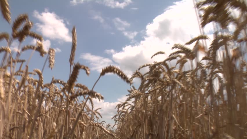 through wheat or corn
A camera drive through wheat or corn with cloudy sky in the back round.