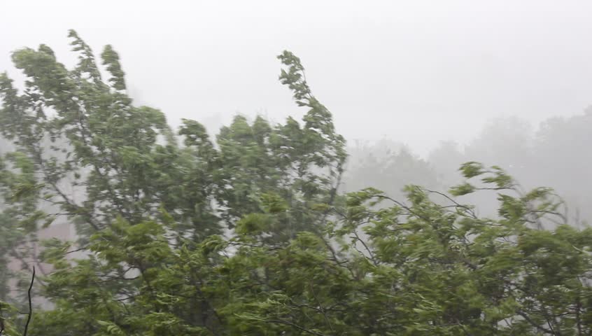 strong winds and rain shook the trees