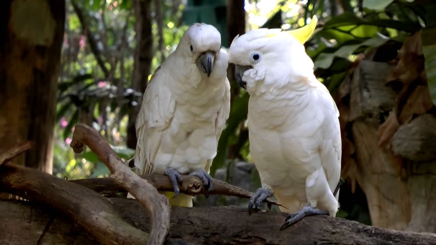 Two golden crested cockatoos kissing