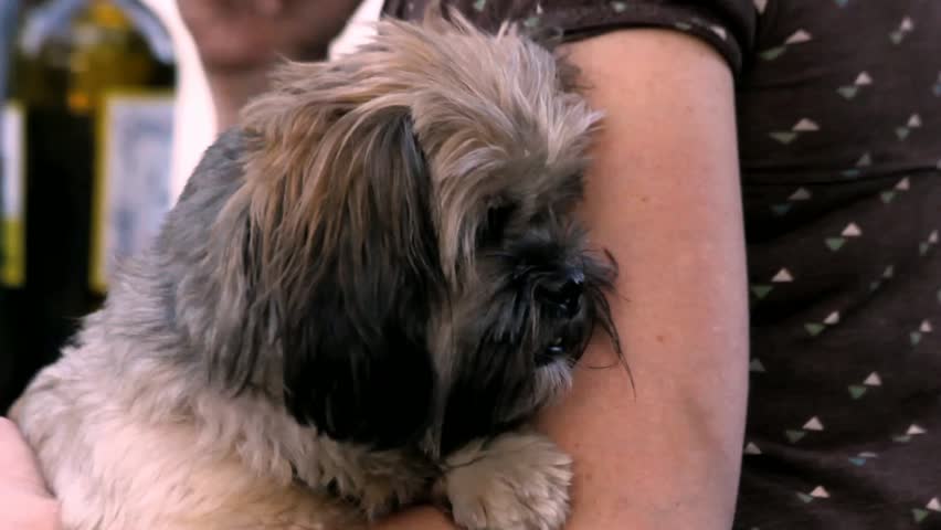 Small Furry Dog Gets Head Pet From Lady's Hand At Event