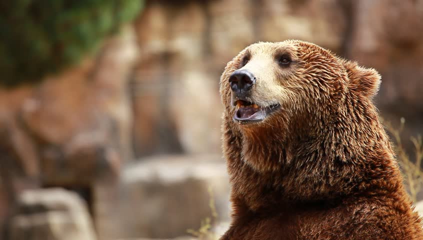 Brown bear looking for food in Madrid Zoo