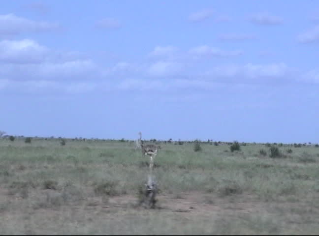 December 2007 - Mombasa, Kenya, Africa - running ostrich