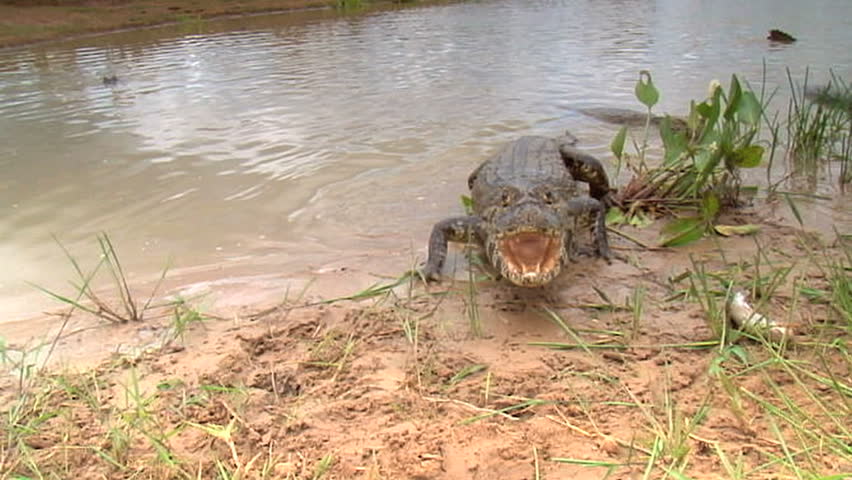 Alligator