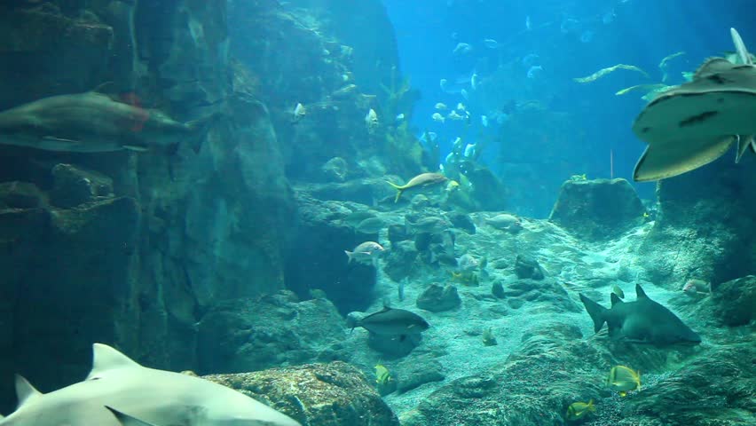 marine aquarium and marine life