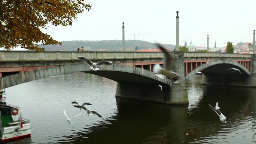 seagulls cry and catch food from tourists in prague