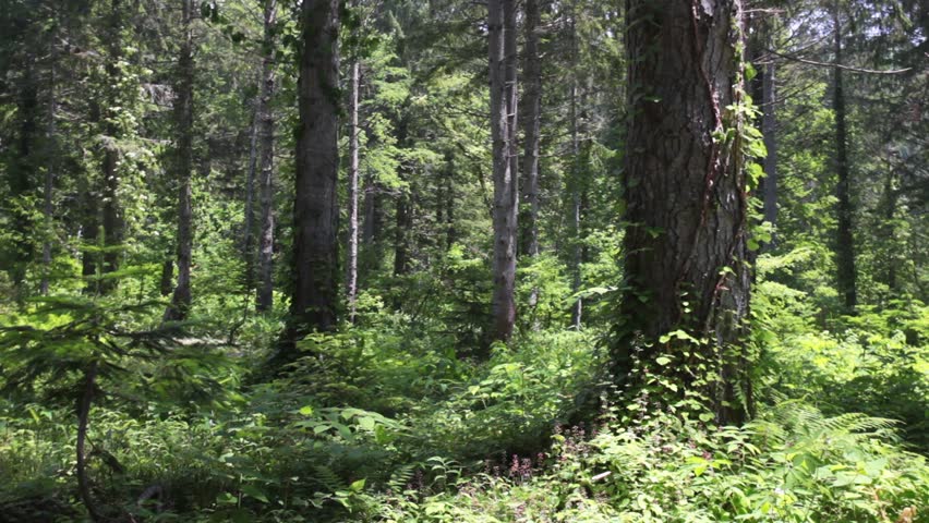 Forest of spruce forest Germany Myokokogen