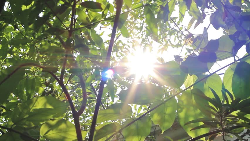 Sunshine Through Leaves Slider Shot 1