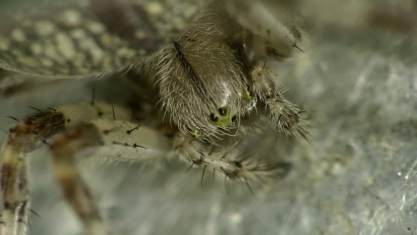 spider on the hunt