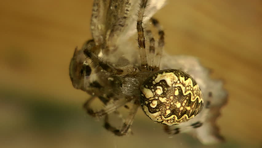 spider on the hunt