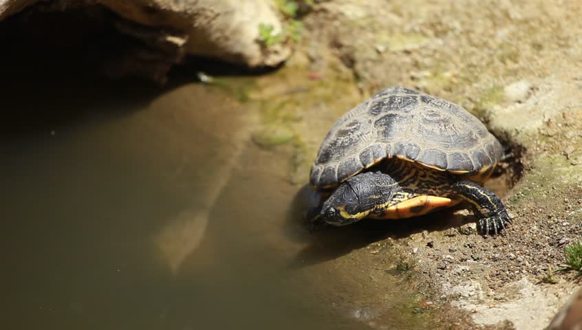 African water tortoise