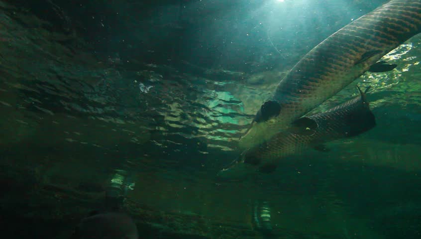 Aquatic tunnel