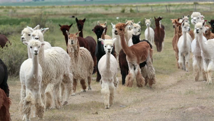 Alpaca animal herd in central Utah farm ranch