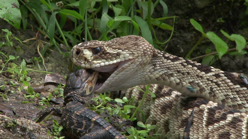 Eastern diamondback rattle snake eating hatchling alligator