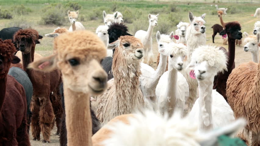 Alpaca livestock herd on Utah farm ranch