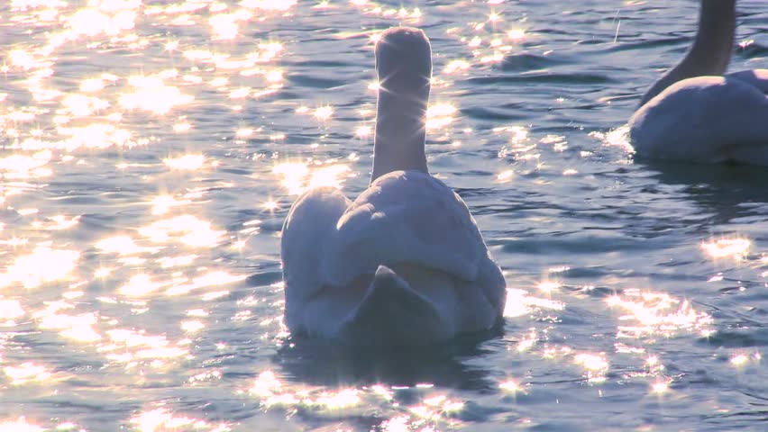 LAKE BLED, SLOVENIA-CIRCA 2011-Two white swans float on sparkling water in a lake.