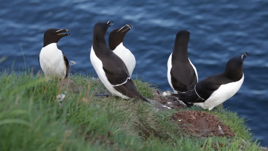 A group of Razorbills (Alca torda) on a cliff edge at Fowlsheugh bird reserve in north east Scotland