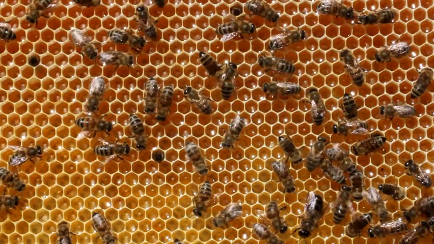 Bees build honeycombs. 
Material is a wax that they produce honey.
