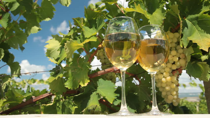 DOLLY: White Grape and Wine