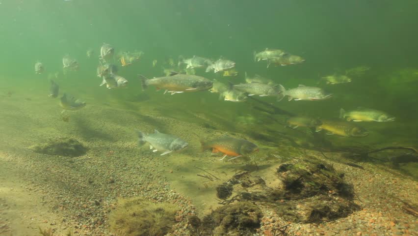 Underwater footage of arctic chars (Salvelinus alpinus) in clear water river, Greenland
