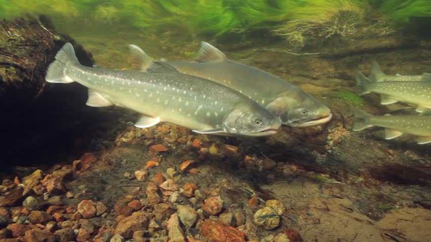 Underwater footage of arctic chars (Salvelinus alpinus) in clear water river, Greenland