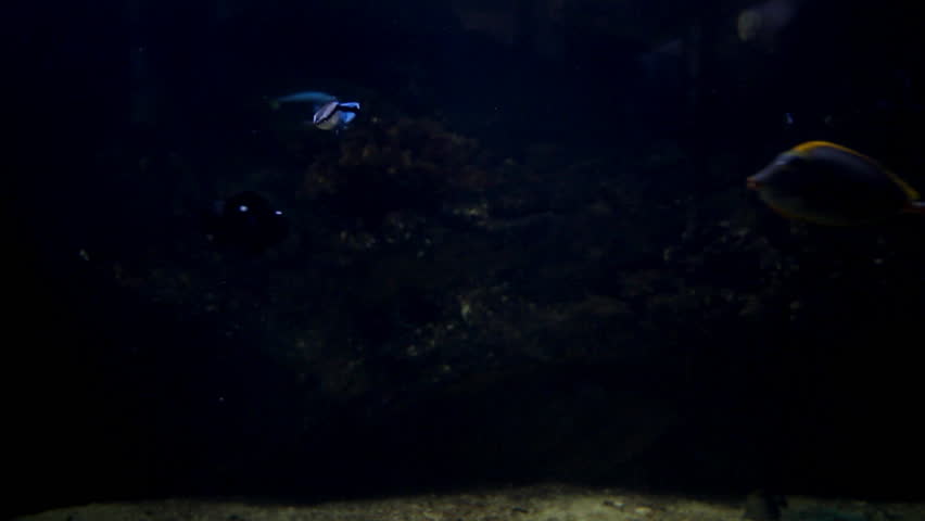 Colorful fish

Description: Colorful fish in the water

