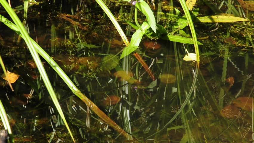pond with plants