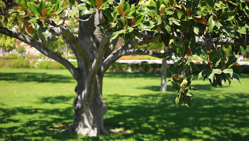 Magnolia tree over blured background