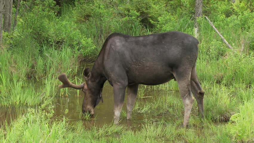 Bull male moose drinks water