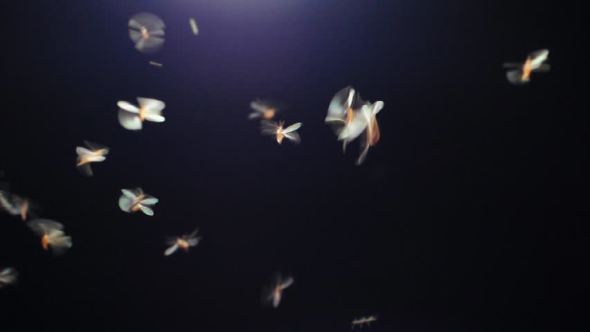 Winged Termites Flying around the lamp