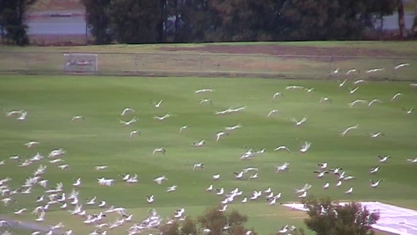 A flock of seagulls take off from a park