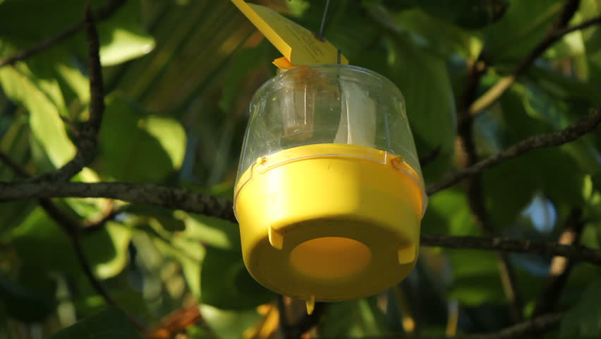 Insect recollection specimen capture trap