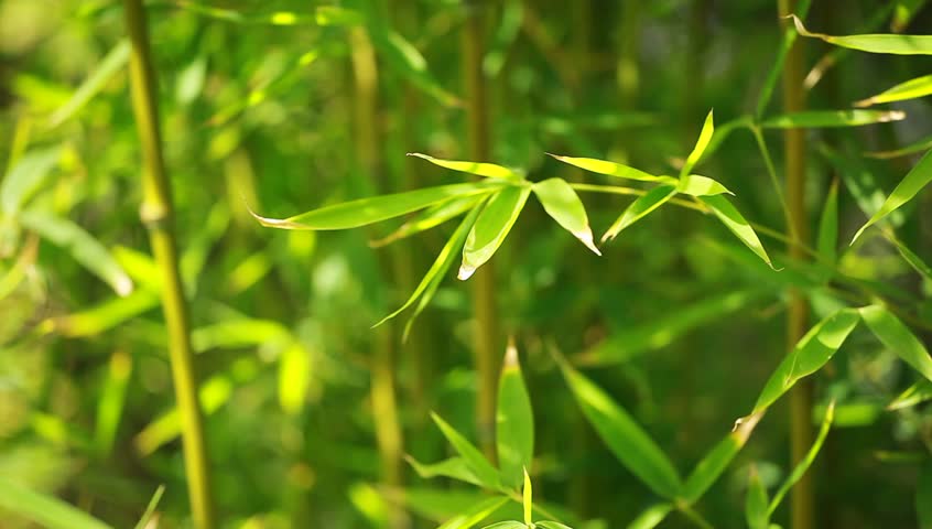Bamboo forest background