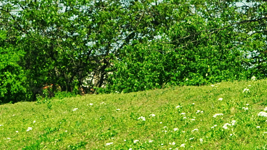 Street detail with greenery around it. Location, Zagreb, Croatia.
