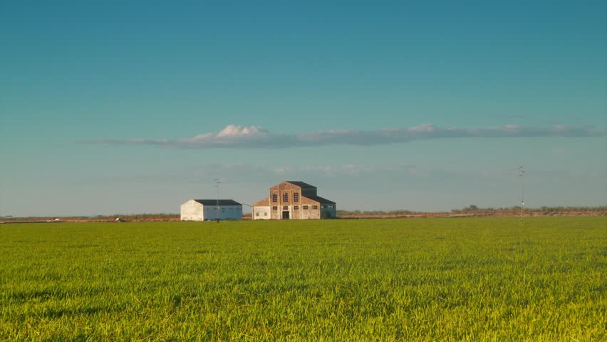 rice field in Seville province, Andalusia, the south of Spain. Seville its the province with the larger production of rice in Spain