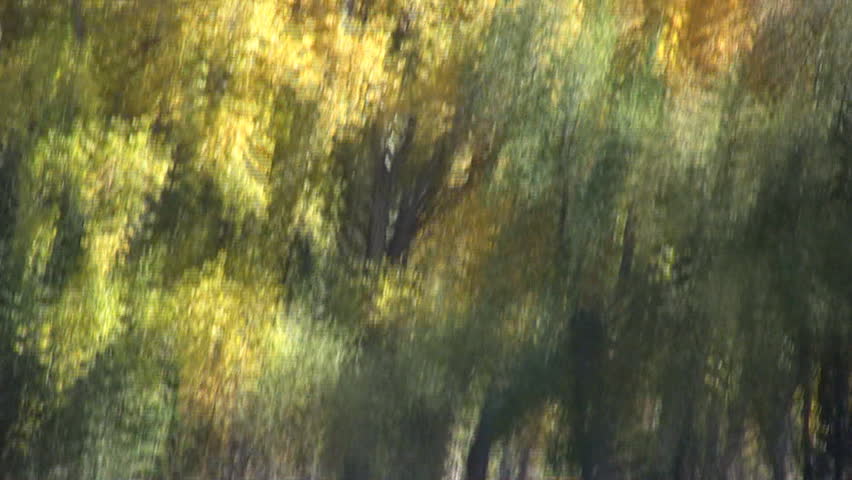 Sandhill cranes fly around some trees bright with fall color, then land in a field already occupied by a small flock.  HD