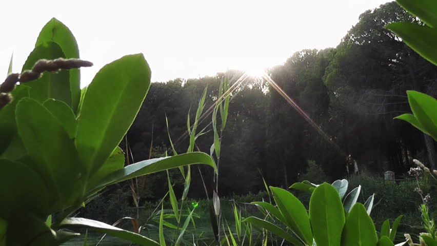 Forest and Trees 