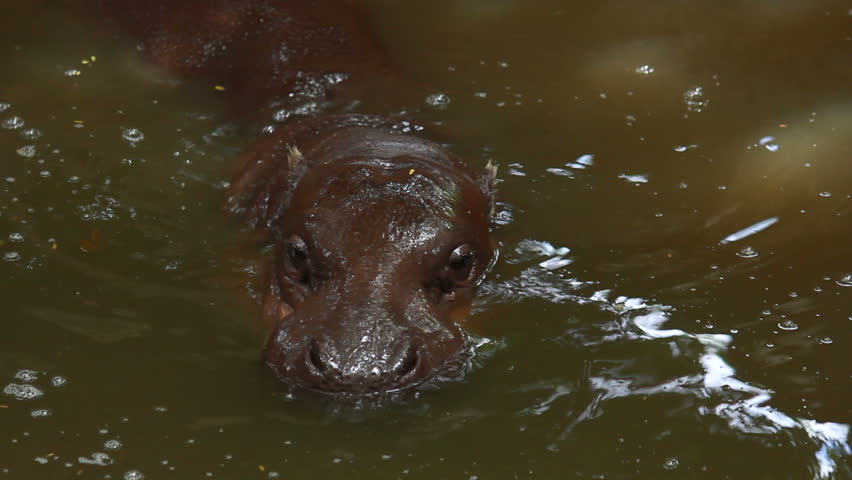 dwarf hippopotamus in pond