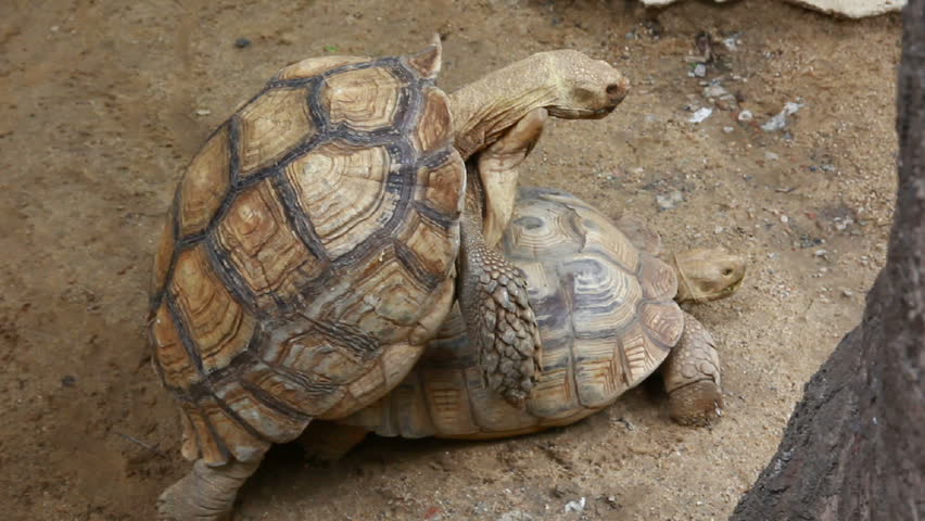 giant tortoises breeding