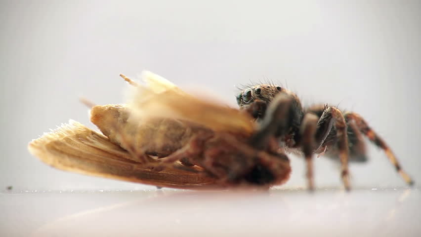 Closeup of jumping spider feeding on living clothes moth