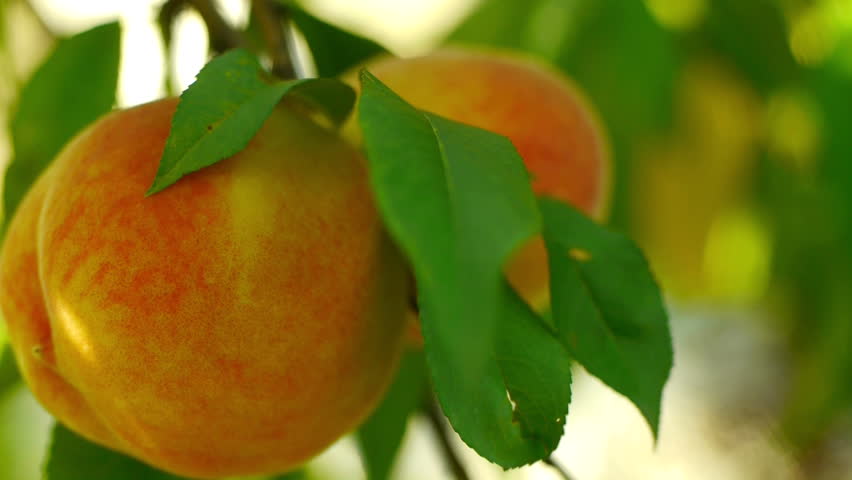 Juicy ripe colorful fresh peaches on the tree.