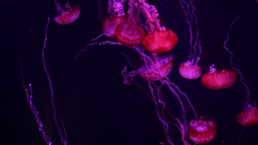 a lot of red jellyfish medusa in a black void, natural background