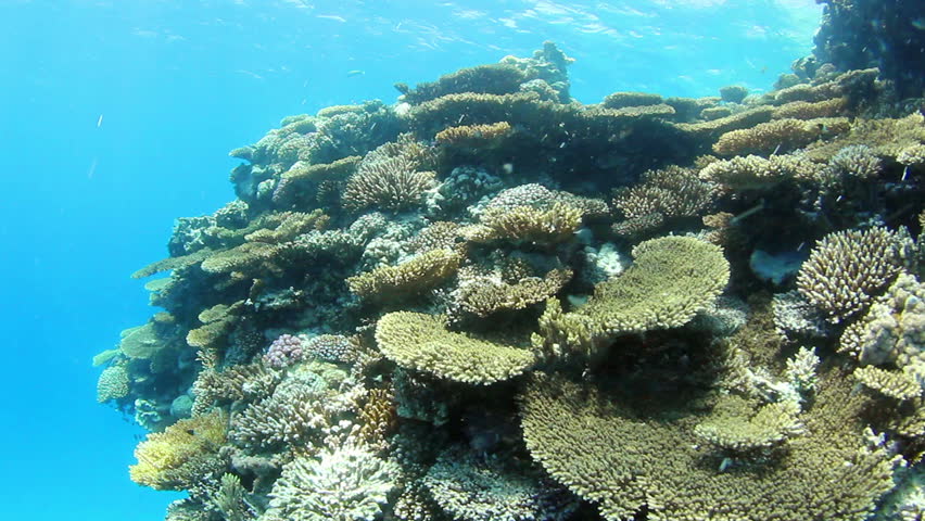 Underwater scene of tropical coral reef and fishes on Red Sea.