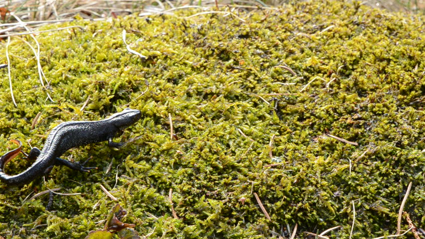 Great Crested Newt on green moss