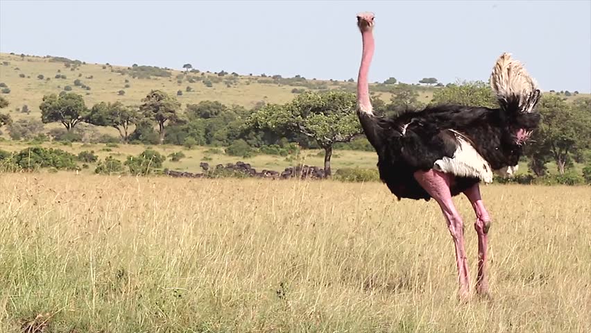 A WILD male Ostrich stops to defecate in the Masai Mara, Kenya, Africa. Tanzania can be seen in the background.