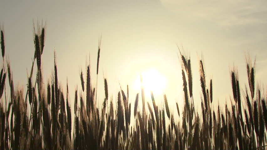 cornfield 03