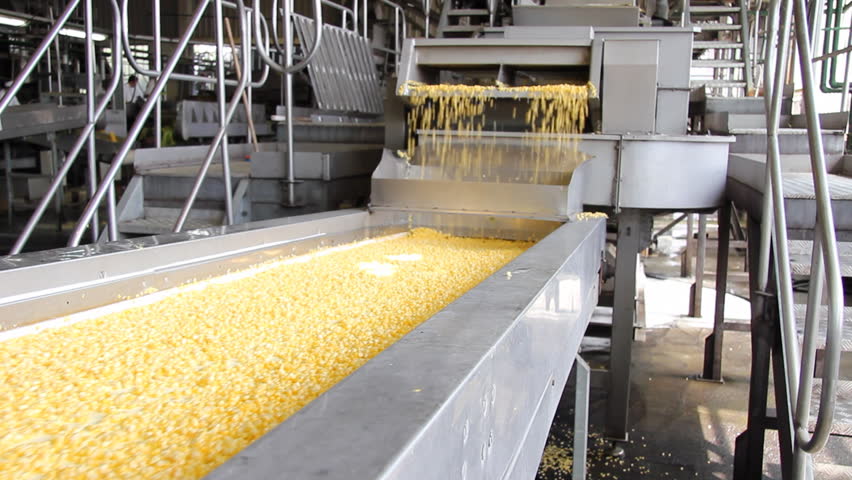 Corn processing factory. Man controls the processing of corn
