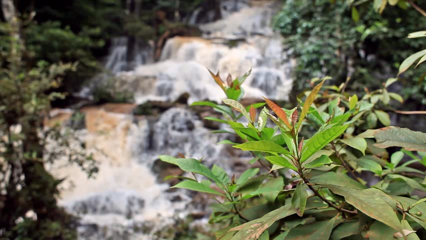 Close up brunch against forest waterfall in Tak province, Thailand