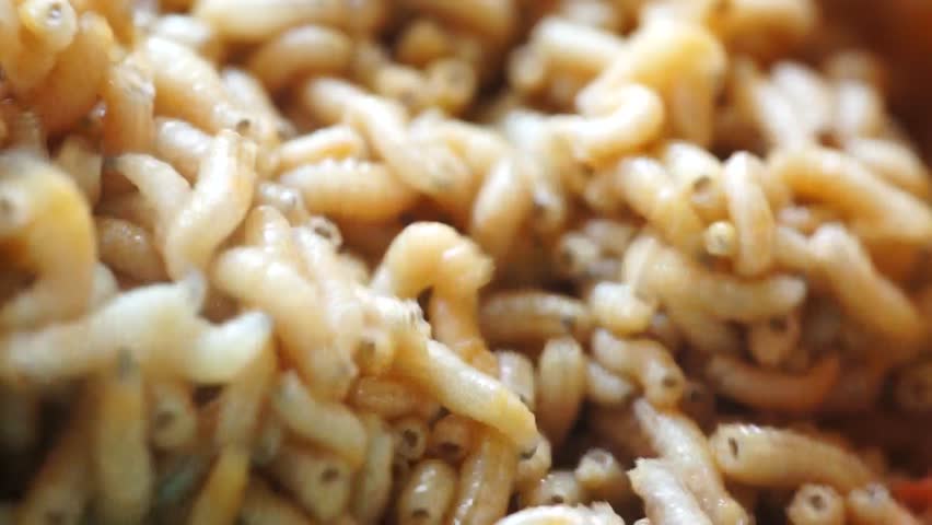 Macro group of maggots